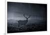 A Large Red Deer Stag, Cervus Elaphus, In Richmond Park At Dawn-Alex Saberi-Framed Photographic Print