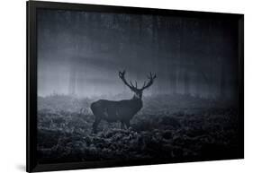 A Large Red Deer Stag, Cervus Elaphus, In Richmond Park At Dawn-Alex Saberi-Framed Photographic Print