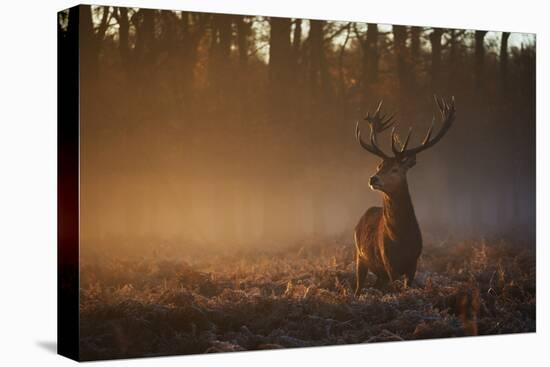 A Large Red Deer Stag, Cervus Elaphus, In Richmond Park At Dawn-Alex Saberi-Stretched Canvas