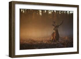 A Large Red Deer Stag, Cervus Elaphus, In Richmond Park At Dawn-Alex Saberi-Framed Photographic Print