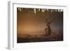 A Large Red Deer Stag, Cervus Elaphus, In Richmond Park At Dawn-Alex Saberi-Framed Photographic Print