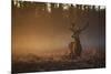 A Large Red Deer Stag, Cervus Elaphus, In Richmond Park At Dawn-Alex Saberi-Mounted Photographic Print