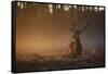 A Large Red Deer Stag, Cervus Elaphus, In Richmond Park At Dawn-Alex Saberi-Framed Stretched Canvas