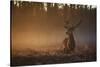 A Large Red Deer Stag, Cervus Elaphus, In Richmond Park At Dawn-Alex Saberi-Stretched Canvas