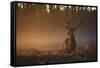 A Large Red Deer Stag, Cervus Elaphus, In Richmond Park At Dawn-Alex Saberi-Framed Stretched Canvas