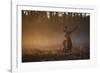 A Large Red Deer Stag, Cervus Elaphus, In Richmond Park At Dawn-Alex Saberi-Framed Photographic Print