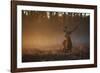 A Large Red Deer Stag, Cervus Elaphus, In Richmond Park At Dawn-Alex Saberi-Framed Photographic Print