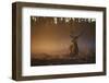 A Large Red Deer Stag, Cervus Elaphus, In Richmond Park At Dawn-Alex Saberi-Framed Premium Photographic Print