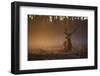 A Large Red Deer Stag, Cervus Elaphus, In Richmond Park At Dawn-Alex Saberi-Framed Premium Photographic Print