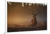 A Large Red Deer Stag, Cervus Elaphus, In Richmond Park At Dawn-Alex Saberi-Framed Photographic Print