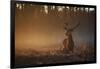 A Large Red Deer Stag, Cervus Elaphus, In Richmond Park At Dawn-Alex Saberi-Framed Photographic Print