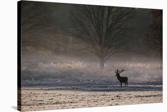 A Large Red Deer Stag, Cervus Elaphus, Stands In Richmond Park At Dawn-Alex Saberi-Stretched Canvas