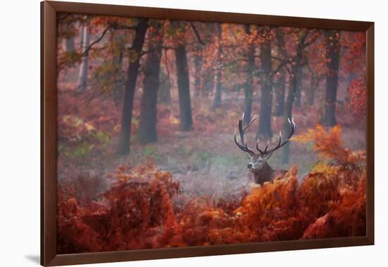 A Large Red Deer Stag, Cervus Elaphus, Stands In Richmond Park At Dawn-Alex Saberi-Framed Photographic Print