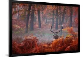 A Large Red Deer Stag, Cervus Elaphus, Stands In Richmond Park At Dawn-Alex Saberi-Framed Photographic Print