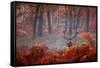 A Large Red Deer Stag, Cervus Elaphus, Stands In Richmond Park At Dawn-Alex Saberi-Framed Stretched Canvas