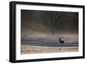 A Large Red Deer Stag, Cervus Elaphus, Stands In Richmond Park At Dawn-Alex Saberi-Framed Photographic Print