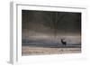 A Large Red Deer Stag, Cervus Elaphus, Stands In Richmond Park At Dawn-Alex Saberi-Framed Photographic Print