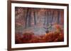 A Large Red Deer Stag, Cervus Elaphus, Stands In Richmond Park At Dawn-Alex Saberi-Framed Photographic Print