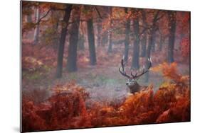 A Large Red Deer Stag, Cervus Elaphus, Stands In Richmond Park At Dawn-Alex Saberi-Mounted Photographic Print