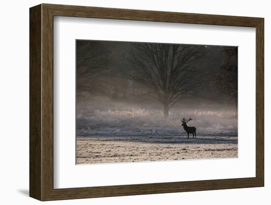 A Large Red Deer Stag, Cervus Elaphus, Stands In Richmond Park At Dawn-Alex Saberi-Framed Premium Photographic Print