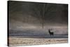 A Large Red Deer Stag, Cervus Elaphus, Stands In Richmond Park At Dawn-Alex Saberi-Stretched Canvas