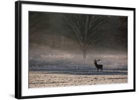 A Large Red Deer Stag, Cervus Elaphus, Stands In Richmond Park At Dawn-Alex Saberi-Framed Photographic Print