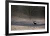 A Large Red Deer Stag, Cervus Elaphus, Stands In Richmond Park At Dawn-Alex Saberi-Framed Photographic Print