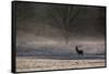 A Large Red Deer Stag, Cervus Elaphus, Stands In Richmond Park At Dawn-Alex Saberi-Framed Stretched Canvas