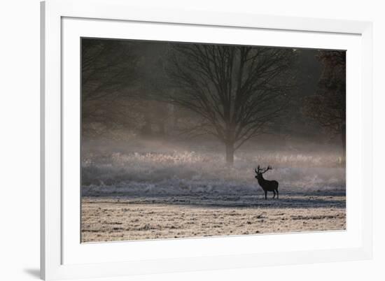 A Large Red Deer Stag, Cervus Elaphus, Stands In Richmond Park At Dawn-Alex Saberi-Framed Photographic Print