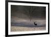 A Large Red Deer Stag, Cervus Elaphus, Stands In Richmond Park At Dawn-Alex Saberi-Framed Photographic Print