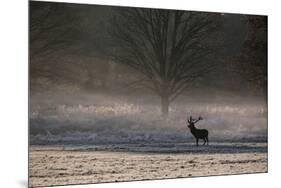 A Large Red Deer Stag, Cervus Elaphus, Stands In Richmond Park At Dawn-Alex Saberi-Mounted Photographic Print