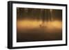 A Large Red Deer Stag, Cervus Elaphus, Stands In Richmond Park At Dawn-Alex Saberi-Framed Photographic Print