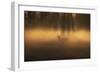 A Large Red Deer Stag, Cervus Elaphus, Stands In Richmond Park At Dawn-Alex Saberi-Framed Photographic Print