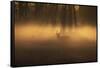 A Large Red Deer Stag, Cervus Elaphus, Stands In Richmond Park At Dawn-Alex Saberi-Framed Stretched Canvas