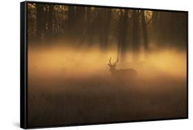 A Large Red Deer Stag, Cervus Elaphus, Stands In Richmond Park At Dawn-Alex Saberi-Framed Stretched Canvas