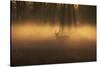 A Large Red Deer Stag, Cervus Elaphus, Stands In Richmond Park At Dawn-Alex Saberi-Stretched Canvas