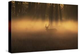 A Large Red Deer Stag, Cervus Elaphus, Stands In Richmond Park At Dawn-Alex Saberi-Stretched Canvas