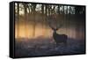 A large red deer stag, Cervus elaphus, stands in Richmond Park at dawn.-Alex Saberi-Framed Stretched Canvas