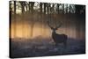 A large red deer stag, Cervus elaphus, stands in Richmond Park at dawn.-Alex Saberi-Stretched Canvas