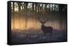 A large red deer stag, Cervus elaphus, stands in Richmond Park at dawn.-Alex Saberi-Framed Stretched Canvas