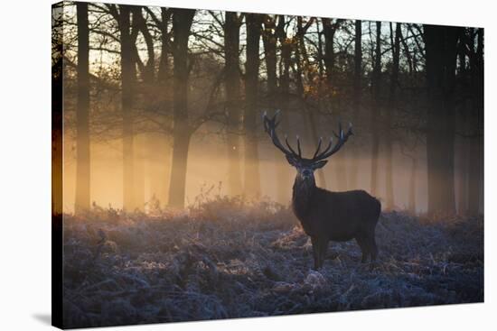 A large red deer stag, Cervus elaphus, stands in Richmond Park at dawn.-Alex Saberi-Stretched Canvas