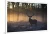 A large red deer stag, Cervus elaphus, stands in Richmond Park at dawn.-Alex Saberi-Framed Photographic Print