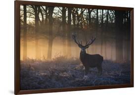 A large red deer stag, Cervus elaphus, stands in Richmond Park at dawn.-Alex Saberi-Framed Photographic Print