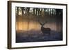 A large red deer stag, Cervus elaphus, stands in Richmond Park at dawn.-Alex Saberi-Framed Photographic Print