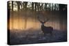 A large red deer stag, Cervus elaphus, stands in Richmond Park at dawn.-Alex Saberi-Stretched Canvas