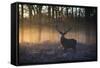 A large red deer stag, Cervus elaphus, stands in Richmond Park at dawn.-Alex Saberi-Framed Stretched Canvas