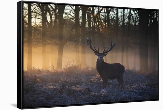 A large red deer stag, Cervus elaphus, stands in Richmond Park at dawn.-Alex Saberi-Framed Stretched Canvas