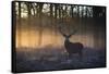 A large red deer stag, Cervus elaphus, stands in Richmond Park at dawn.-Alex Saberi-Framed Stretched Canvas