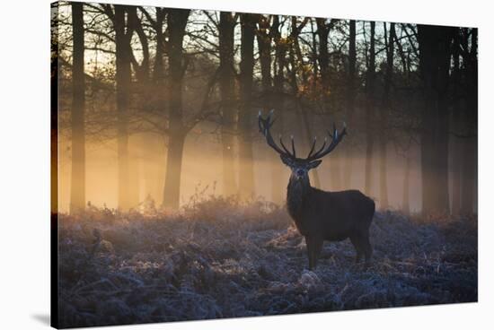 A large red deer stag, Cervus elaphus, stands in Richmond Park at dawn.-Alex Saberi-Stretched Canvas