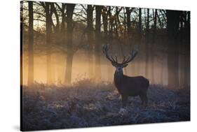 A large red deer stag, Cervus elaphus, stands in Richmond Park at dawn.-Alex Saberi-Stretched Canvas